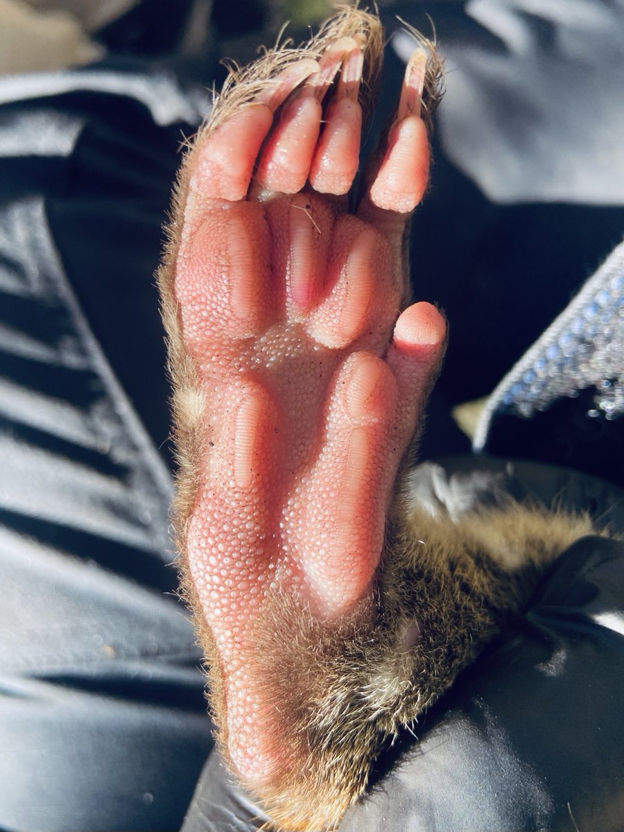 DingoResearch's tweet photo. Hindfoot of a spotted tailed #quoll - #evolution is cool. https://t.co/LioDjMvLjJ
