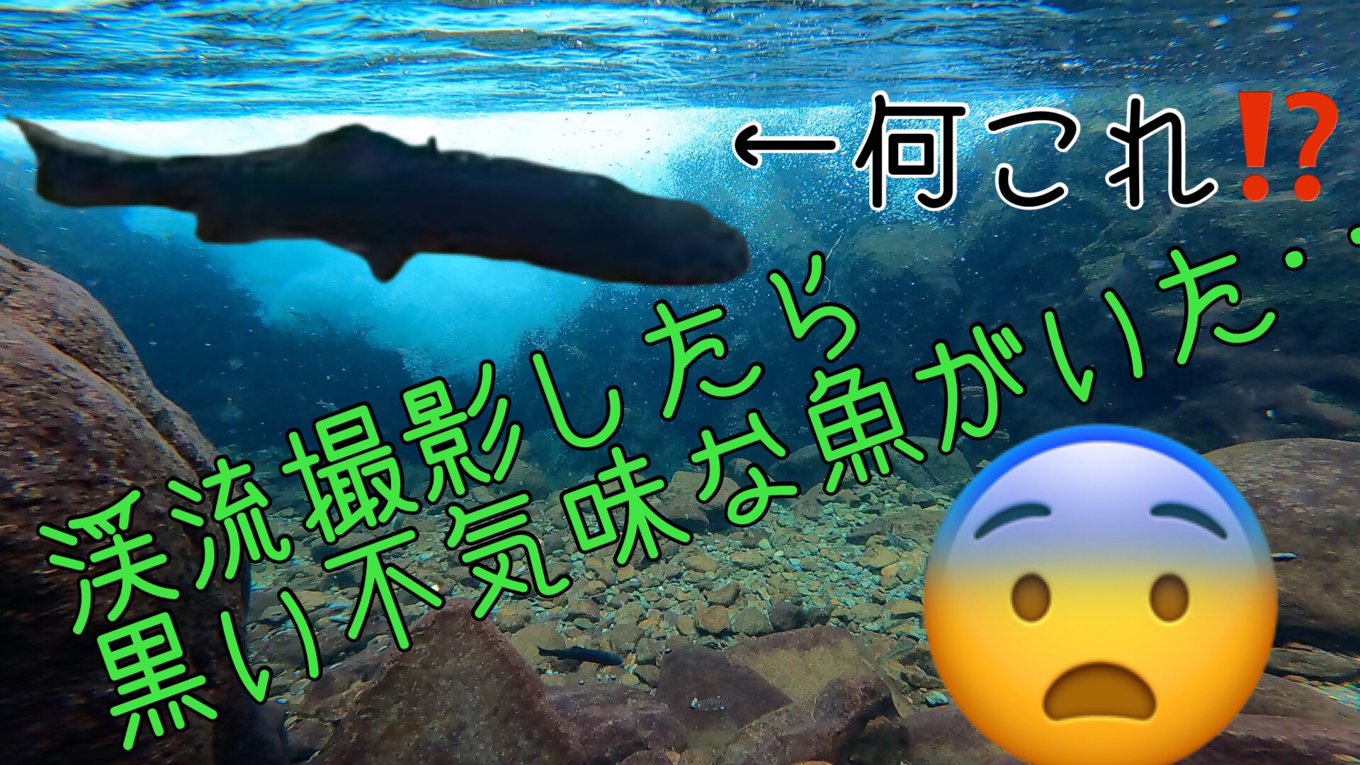 ぱぴっつ 先程youtubeにアップしました 詳しい方この正体を教えていただけたら幸いです 北海道 北海道釣り 釣り ヤマメ 山女 ニジマス Rainbowtrout Trout ヤマメ 渓流 渓流釣り Gopro Goprohero9 ウグイ Youtube Youtuber 水中映像