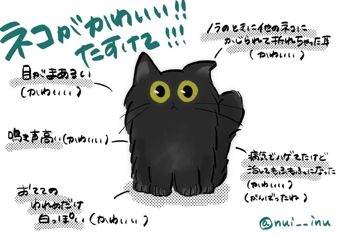 お迎えした保護猫があまりにもかわいくて毎日心乱されてる 