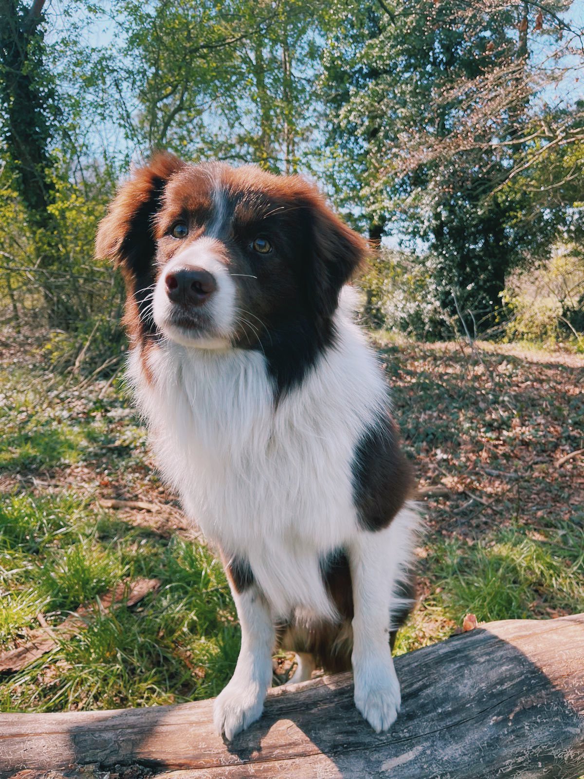 Alice Oseman Updates di Twitter: "Many of you have been asking, so here is possibly the most important cast reveal of all… meet Echo, who is playing Nellie in Heartstopper!! I can't