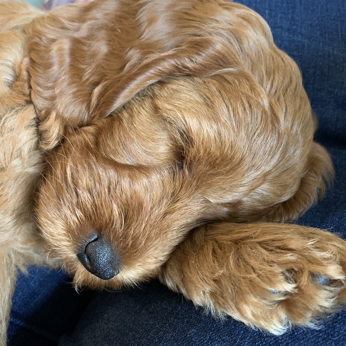 Hi, I’m Daisy. I’ve moved to my forever home today, I had a good look around with the Treat Giver and Toy Fetcher, now for naps.