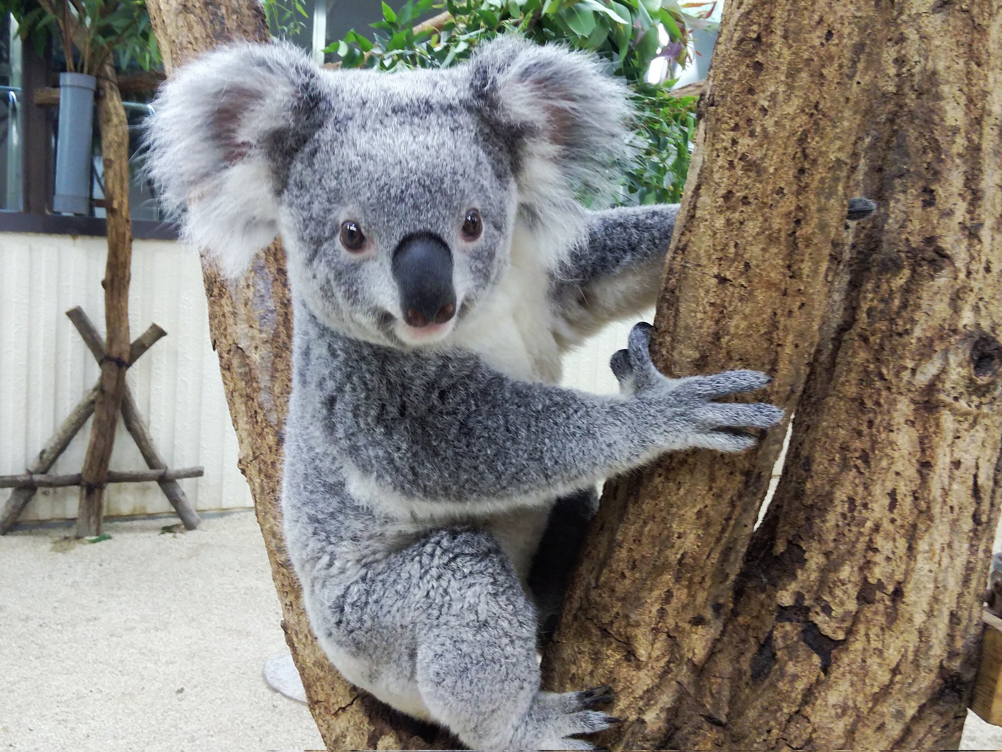 埼玉県こども動物自然公園 公式 今日は 世界コアラの日 です 絶滅危惧種であるコアラを救済しようと オーストラリアコアラ 基金が制定しました よく知られているコアラですが オーストラリアにしか生息していない とてもユニークな動物です ぜひ