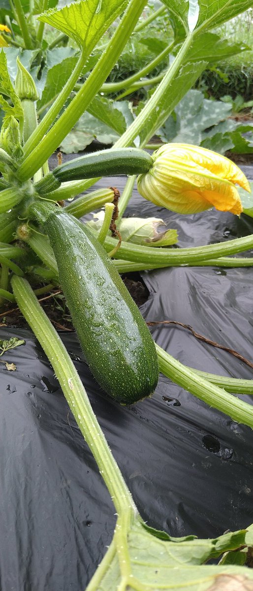 DunkeldField's tweet photo. Looking for something to do this weekend?
Saturday early risers - help harvest our produce for the stall in Dunkeld.
0800-1000 at the field.
Stall open to customers 1000-1200 at The Cross https://t.co/WD1u05gnNh