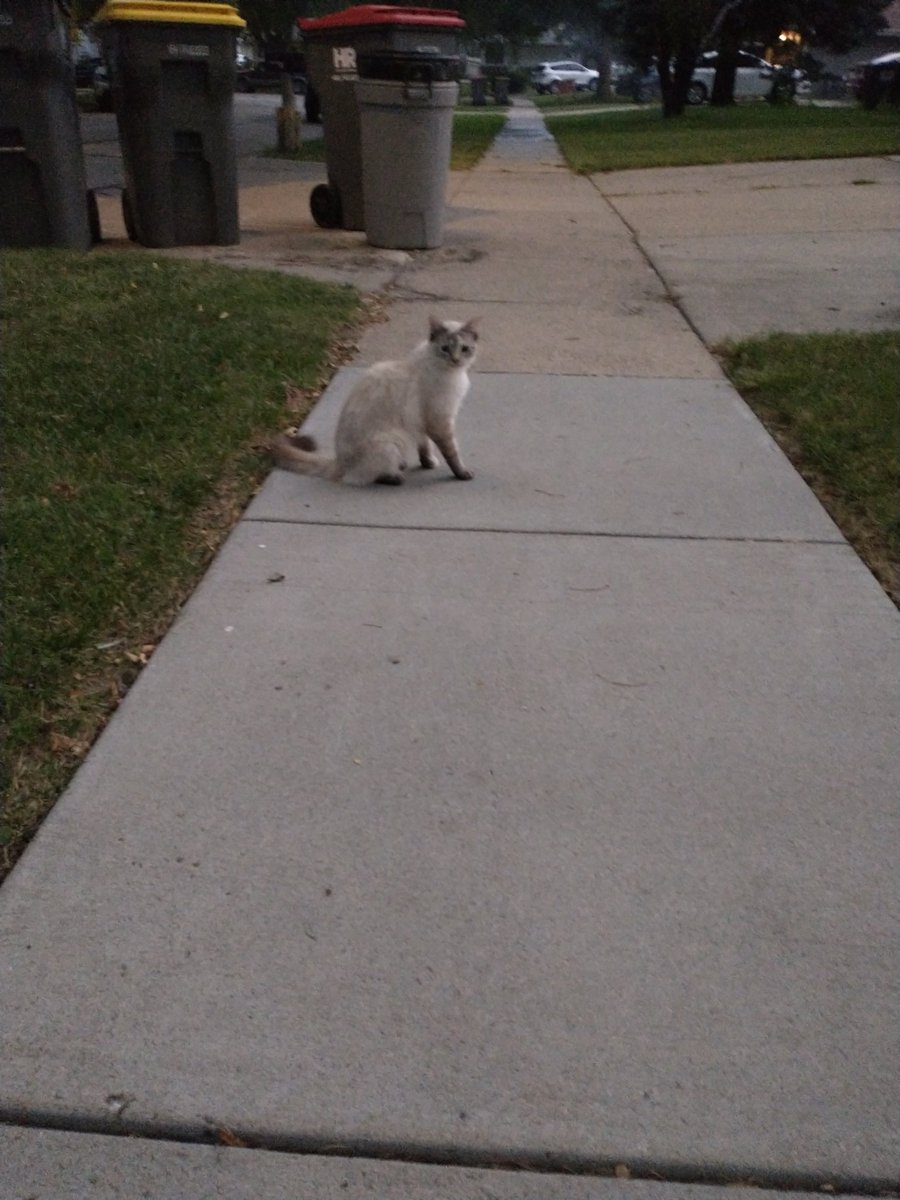 MargetheMouse's tweet photo. can i pet neighborhood kitten? yos https://t.co/N6hQ6EL5Rs