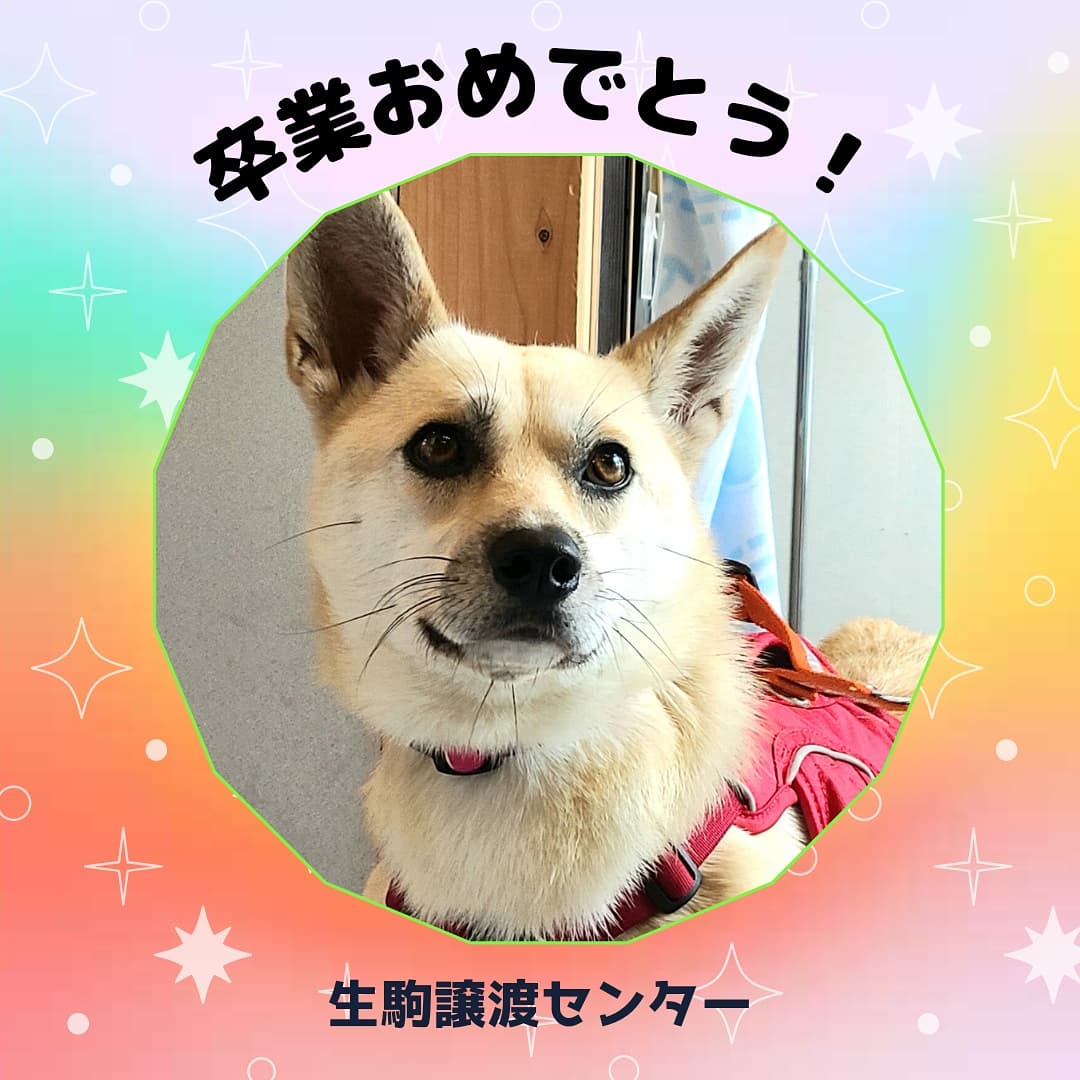 ট ইট র ピースワンコ ジャパン生駒譲渡センター 卒業のお知らせ くりっとしたおめめに綺麗なアイラインが特徴の美犬な ドルフ ちゃんが 卒業 したよ ドルフのことをたくさん考えてくれる優しいお母さんと仲良く過ごしてね 本当に卒業おめでとう