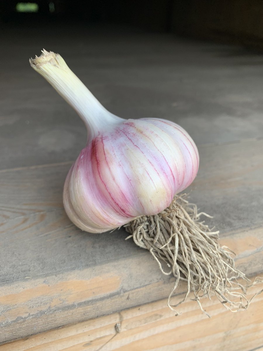 Ontario Garlic Harvest 2021 has been like no other - incredibly wet with exceptional yields.  The extra cleaning isn’t over but this is what we look foreword to. #Duganski  #onveg #cdnag #ongarlic #garlic
