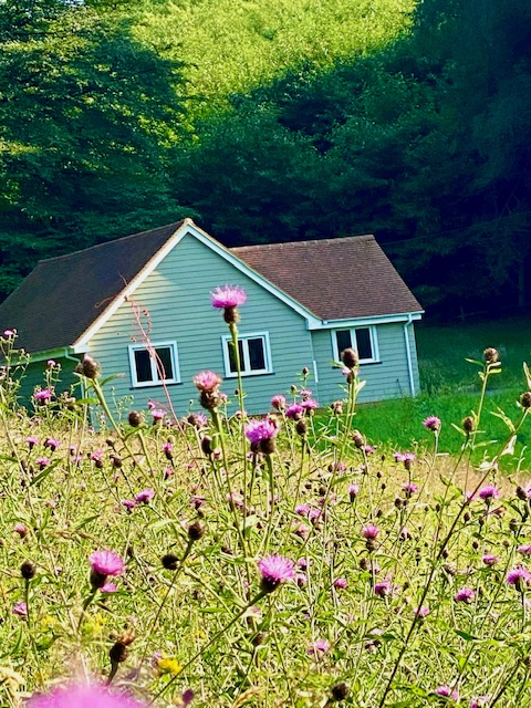 We have been busy re-wilding 10 acres including our Pilates Studio Meadows, all for the bees 🙌🐝 There are so many worker honey bees buzzing about now, it's amazing to see 🐝🐝🐝  Check them out next time you come to the studio.  
#Haslemere  
#bees  
#R2BigBeeChallenge