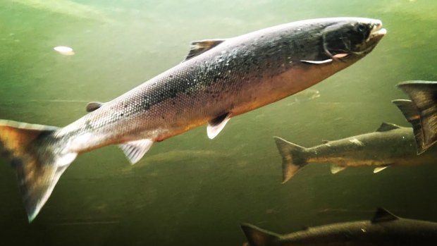 DFO_NL's tweet photo. Wondering which #NLSalmon rivers are open or closed? Check here to find out the in-season river status for rivers across Newfoundland and Labrador: (https://t.co/eMhytMvXgk) #DFONL https://t.co/iMRk9FxNGc