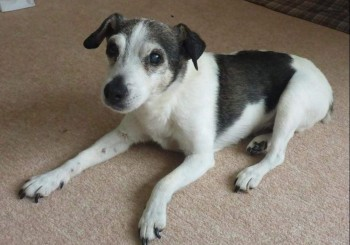 17 year old dog missing since 25th July, Acaster Malbis, #York 

doglost.co.uk/dog-blog.php?d…

<a href="/DogLostUK/">DogLost</a> <a href="/MissingPetsGB/">Missing Pets GB</a> <a href="/HunnyJax/">#whereAREyouPebbles</a> <a href="/rosiedoc666/">Rosie Doc</a> <a href="/KarenFi51820768/">Karen Field</a> <a href="/BBCYork/">BBC York</a> <a href="/AlanDaffern/">John David Alan Daffern and Davey d...all grown up</a> <a href="/The_Animal_Team/">The Animal Team</a> <a href="/SAMPAuk_/">Stolen&Missing Pets</a>