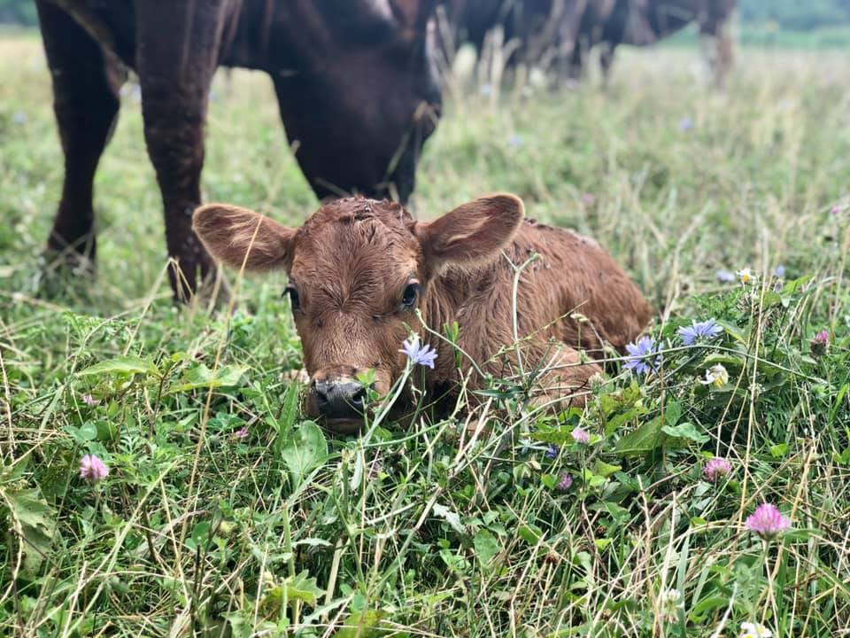 Surprise calf this morning! What a special day for our campers!
