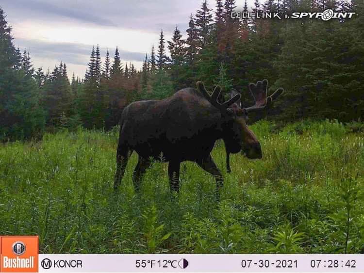 Look at this beast my son got on his camera!