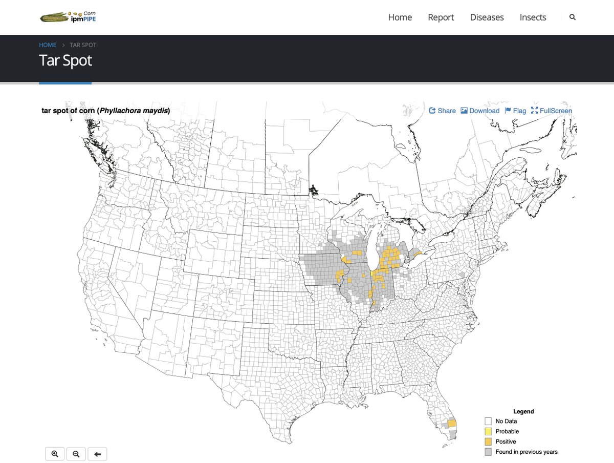 badgercropdoc's tweet image. Tar Spot on #corn found in 4 counties now in WI. I'm sure there are more. Tarspotter showing areas of favorable weather. Cooler conditions with moisture may push this. Pay attention and Scout! @alisonrISU @DTelenko @AlbertTenuta @MartinChilvers1