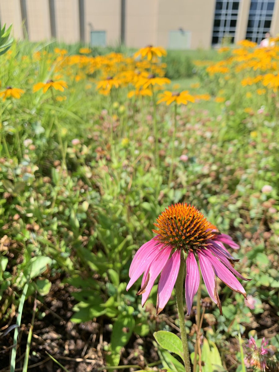 EGHS Pollinator Garden tweet media