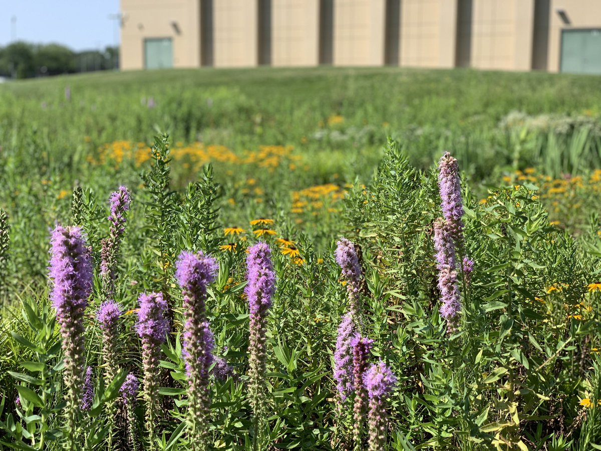 EGHS Pollinator Garden tweet media