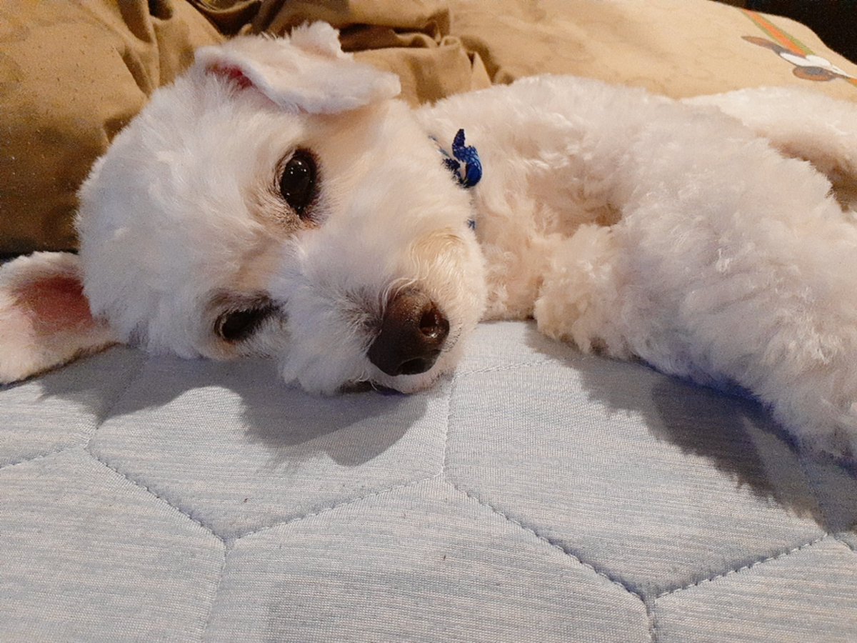 犬の外耳炎 Twitter Search