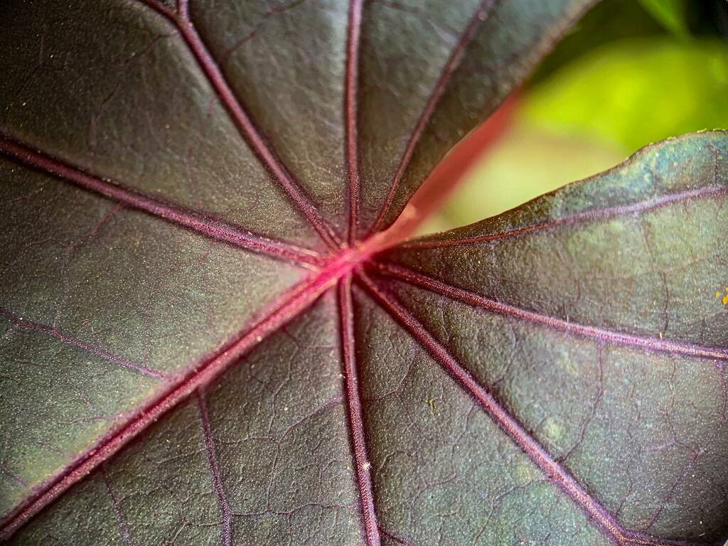 Jimrow's tweet image. Not just any leaf. 
.
.
.
.
#littlethings #macrophotography #leaf instagr.am/p/CR9Ua2dF4ij/