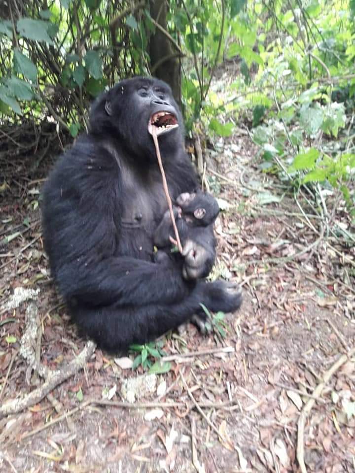 Golden_Age_Trav's tweet photo. We are glad to announce a new additional member to our family. #goldenagetravellers #goldenagetravellers #goldenagefoundation #gorillatracking #wildlife #adventure. Let's go gorilla tracking. https://t.co/ofsW6Rh2O9