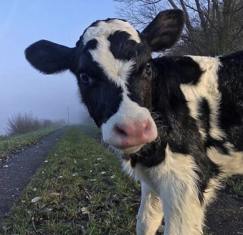 hi, i was finally forced to get twitter. here’s my cows!! :D