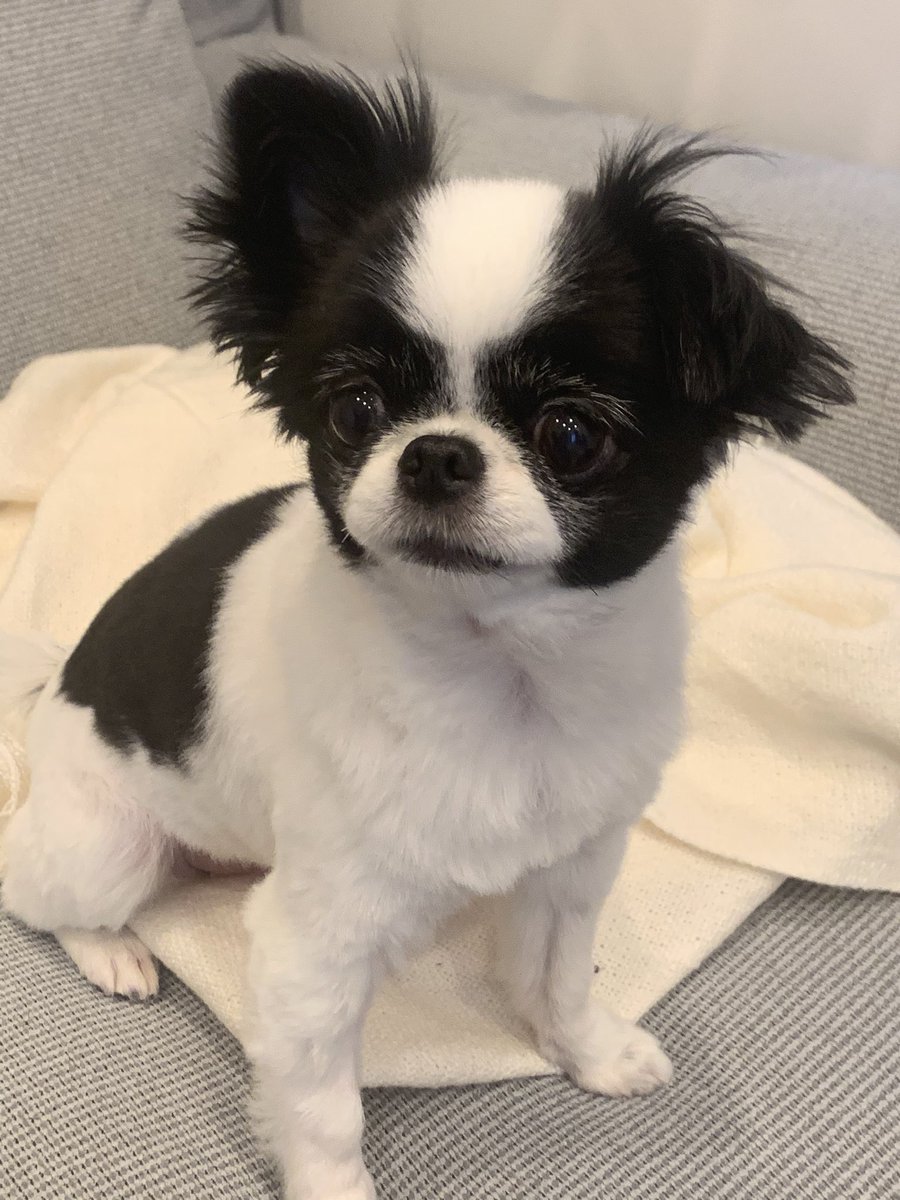 狆チワ بحث في تويتر