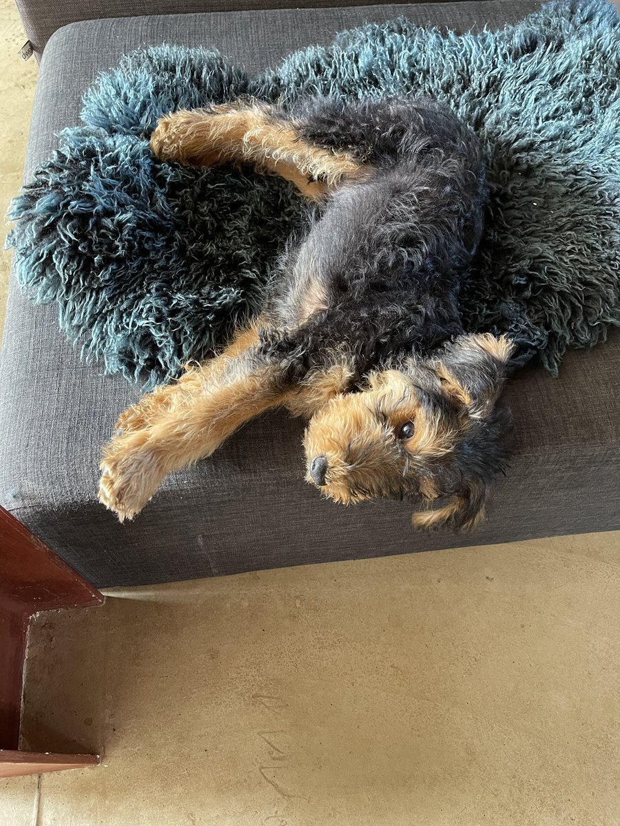 ToastieBarks's tweet photo. Furpals it Angel Toastie from Rainbow Bridge. We has to congratulashun to @TaytoBarks becos he not suppose to be on de Furniture, but he just taken to my Day Bed and He has me Blessins to use it from now on. Dad say he Cheeky but aye say he has learnt well from my teaching BOL❤️ https://t.co/ER6aJYJIUK