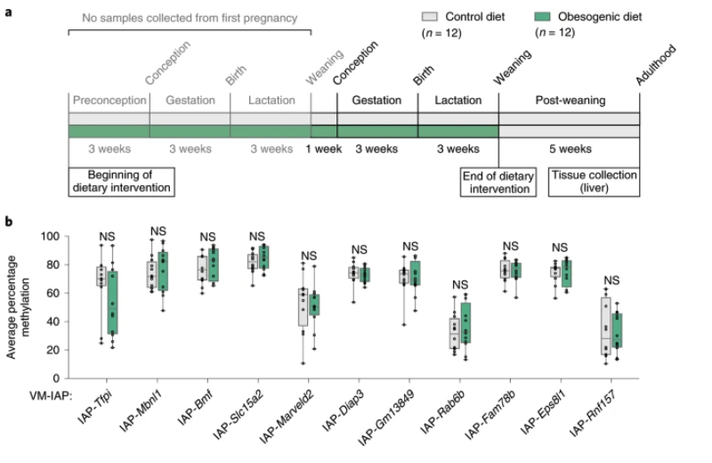 NatureGenet's tweet photo. Variably methylated retrotransposons are refractory to a range of environmental perturbations (Bertozzi et al.) https://t.co/b8vW4i696m https://t.co/T8xbHAWu4S