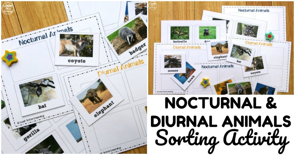 lookwelearn's tweet photo. At the back are four sorting mats for kids to separate the nocturnal animals from the diurnal animals.

Read more 👉 https://t.co/azroxlrdID

#digital #distancelearning #science https://t.co/qoPnJk1m8b