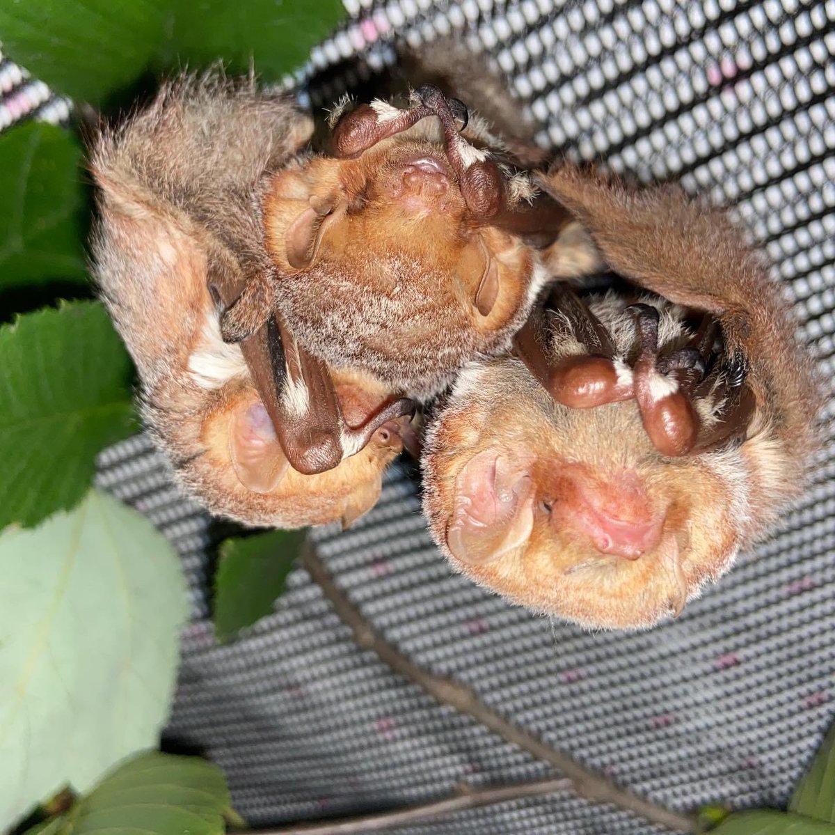 Midnight snack time for our juvenile #easternredbats These young ladies are growing fast! #savepabats