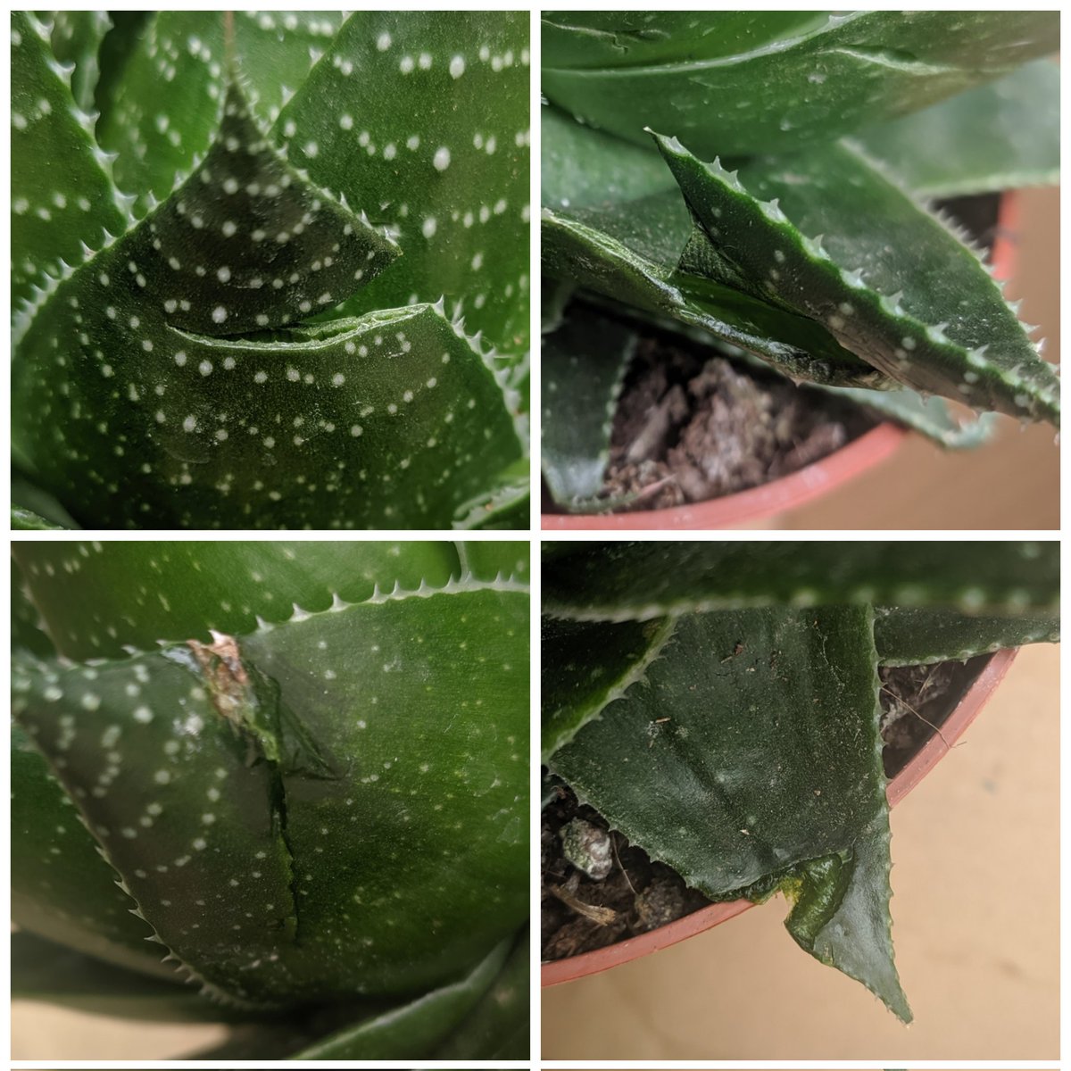 TJwitterer's tweet photo. Very disappointing response from @crocusCoUk re. plants damaged by *their* packaging. "Just cut those bits off, it'll be fine". Really? You'd give this as a gift? https://t.co/BpbO4ScVGD