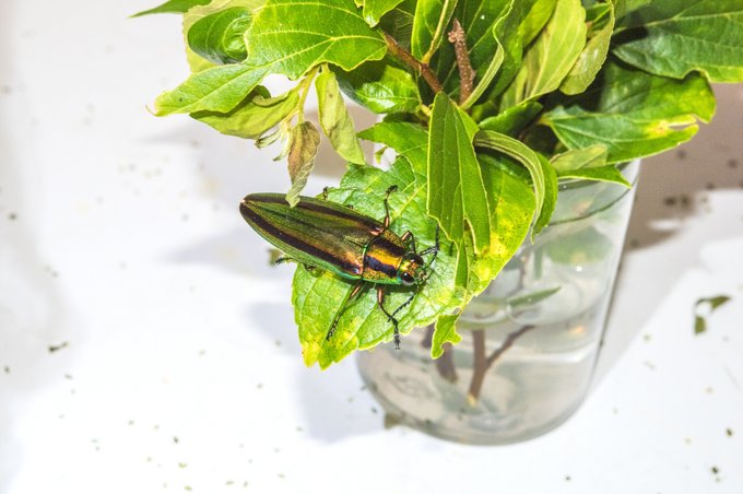 今日のタマムシ
まだまだ元気そう 