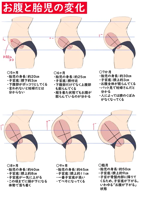妊娠ボテ腹を描くときに頭に入ってると便利な知識まとめ。
1枚目:とある時期のお腹の大きさなどはどれ位なのか
2枚目:年齢別でお腹の形状にどのような違いがあるか
3枚目:臨月の時に体内はどのような状態なのか
4枚目:それっぽいボテ腹を描く際に意識するポイント
という構成になってます。 