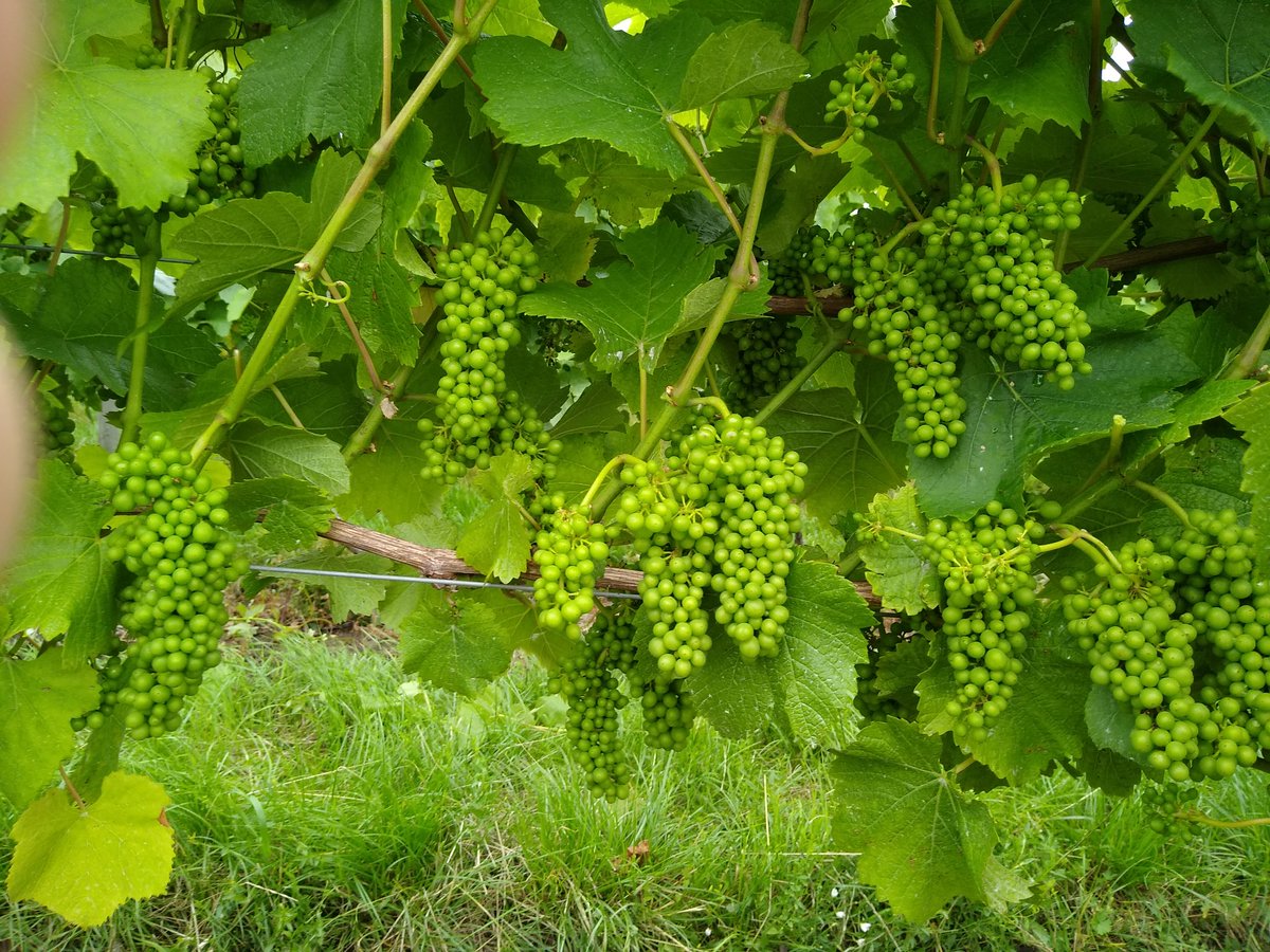 InfoClayhill's tweet photo. Oh #English grown Pinot Noir . . . the 2021 challenge is now on to ripen you. π€ So far the #Summer overcast weather isn't helping but crossing fingers for a brighter #Autumn. #coolclimateviticulture #englishwine #vineyardlife #grapestuff #clayhillvineyard #crouchvalley #essex https://t.co/W9jWx8opk8