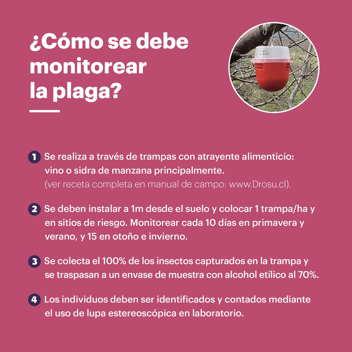 Drosu_Chile's tweet image. Ingresa a nuestro sitio drosu.cl y encontrarás mucha información relevante y actualizada sobre #Drosophilasuzukii en Chile. 
#plaga #insects #mosca #controldeplaga
