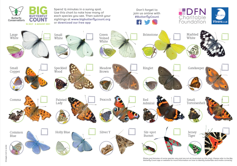 stem4sussex's tweet photo. Are you taking part in the Big #ButterflyCount?  Download the free app &amp; ID chart &amp; #GetOutForTheCount &amp; help assess the health of our environment. Info: https://t.co/NCJFfkfr4j @savebutterflies #STEMed #Teachers #Students #Parents #ScienceKids #STEMLearners #Sussex #Nature https://t.co/aSOs8cJnpe