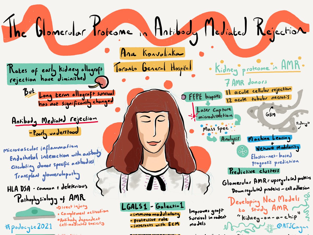 Investigations into the role of the glomerular proteome in antibody-mediated kidney rejection - presented by @akonvalinka1 to #podocyte2021