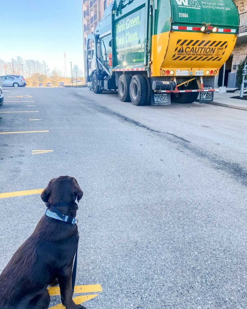 WasteManagement's tweet photo. Thanks to a few treats from the driver, Scooter here no longer barks at or fears our loud trucks.
Want to be our #WMFanOfTheWeek? Use #WMFanPhotos and tag us in your content. https://t.co/Np3OwYsLsq