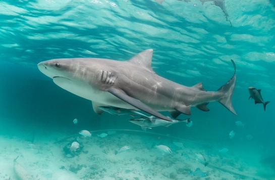 Action to put an end to Shark fishing competitions, one of the many threats which Sharks face from human activities. change.org/p/noaa-fisheri… <a href="/Seasaver/">Blue Planet Society</a>