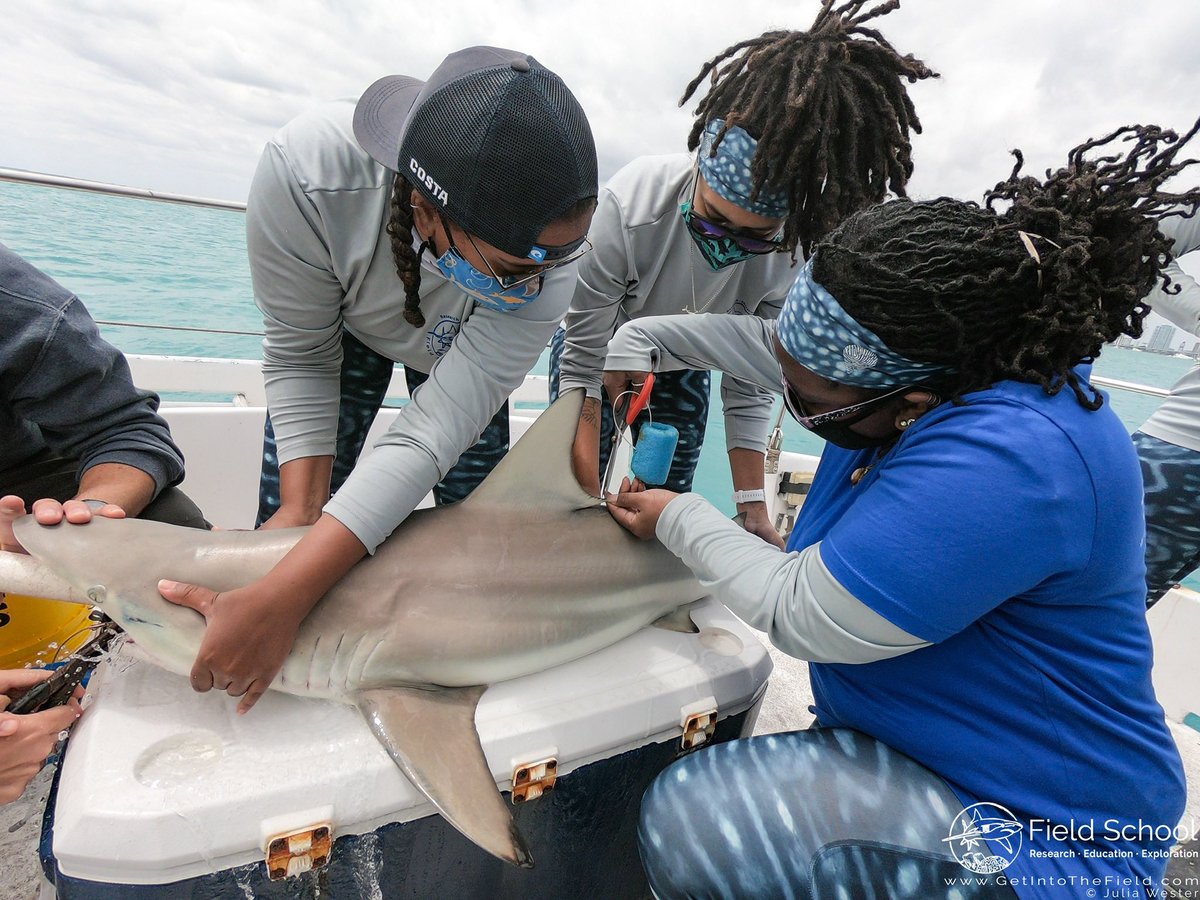 Organizations like <a href="/MISS_Elasmo/">Minorities in Shark Sciences (MISS)</a>, <a href="/Sharks4Kids/">Shark Education</a>, &amp; <a href="/beneaththewaves/">Beneath The Waves</a> have created opportunities for a new generation of student scientists. 

Offering access to shark science curriculum and field research experiences, and a paid shark research mentorship program for women of color.