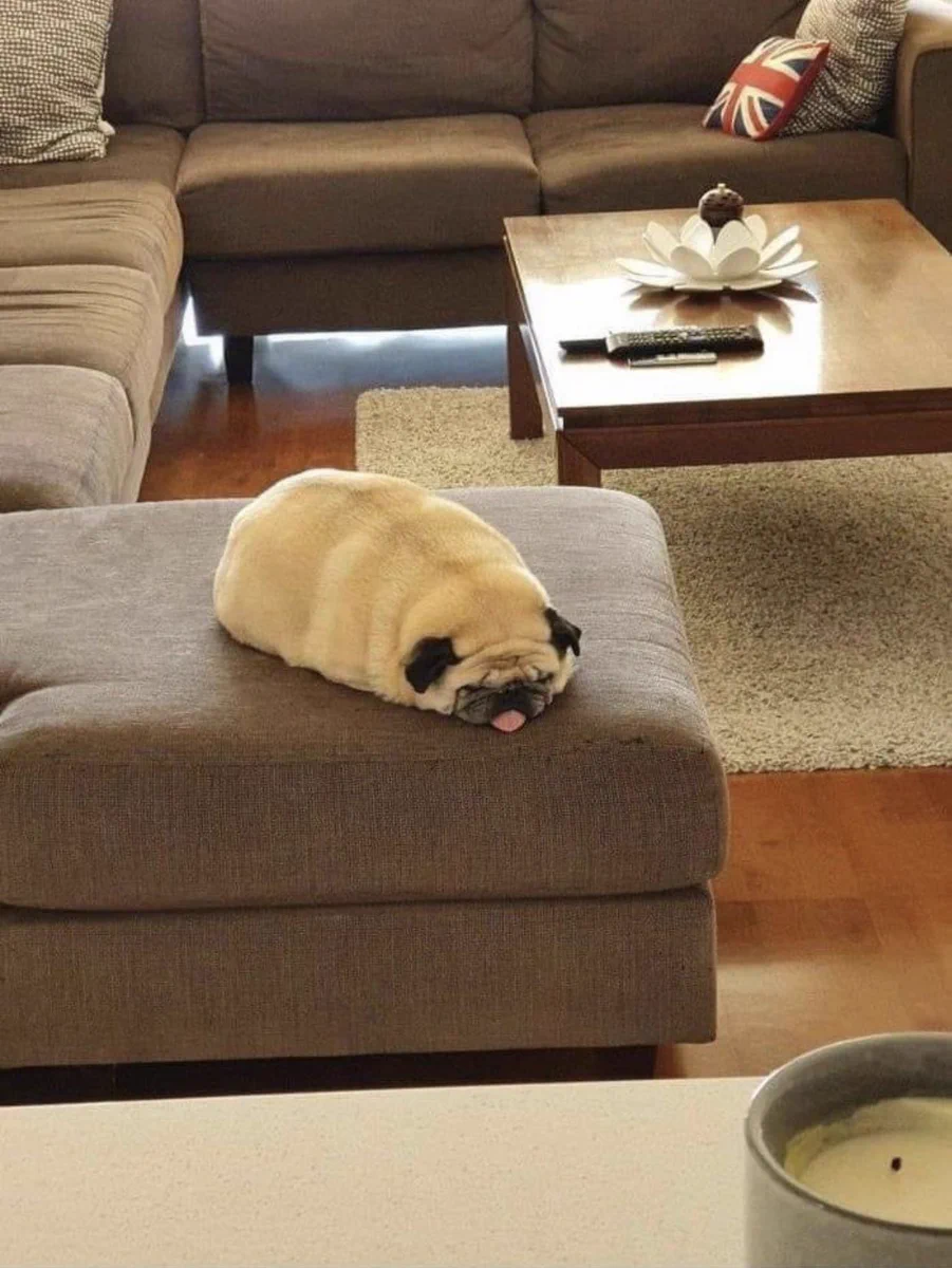 犬だって暑さには弱い！暑さに参り幼虫になったわんちゃん