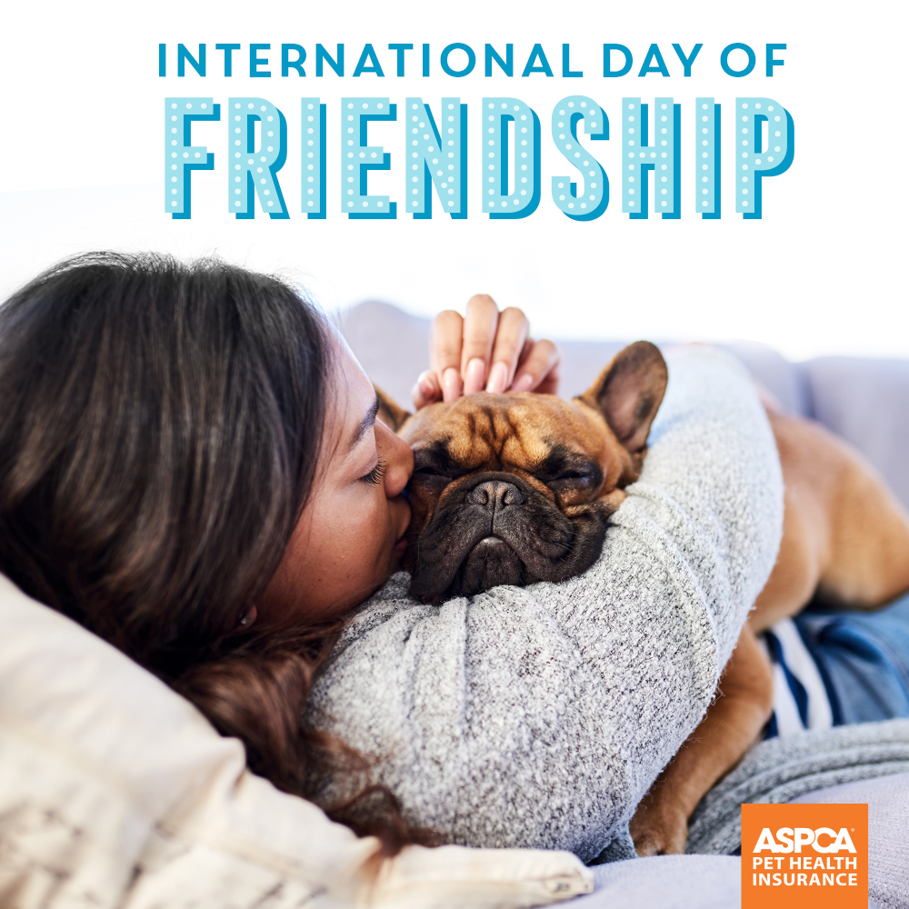 Aspca Pet Insurance Aspcapetins Twitter Aspca Pet Insurance Aspcapetins Twitter
