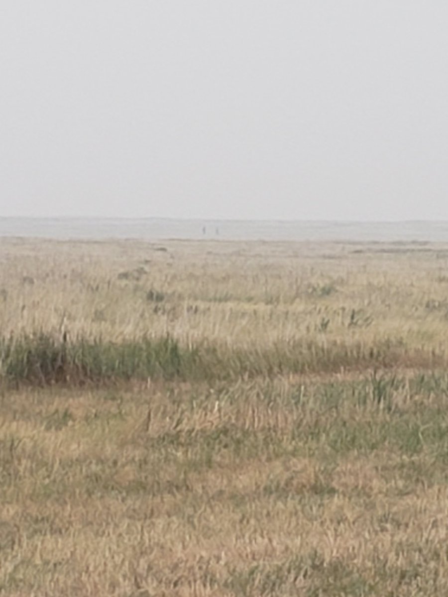 LBrianPatrick's tweet photo. Can you spot my two students collecting #PitfallTrap samples at the Fort Pierre National Grassland in SD,, USA in this wildfire smoke from 500+ miles away in Manitoba? #FPNG https://t.co/kWgdhM0WM1