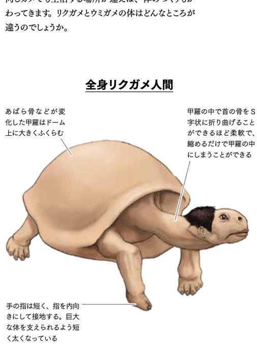 ウミガメのtwitterイラスト検索結果 古い順 ウミガメのtwitterイラスト検索結果 古い順