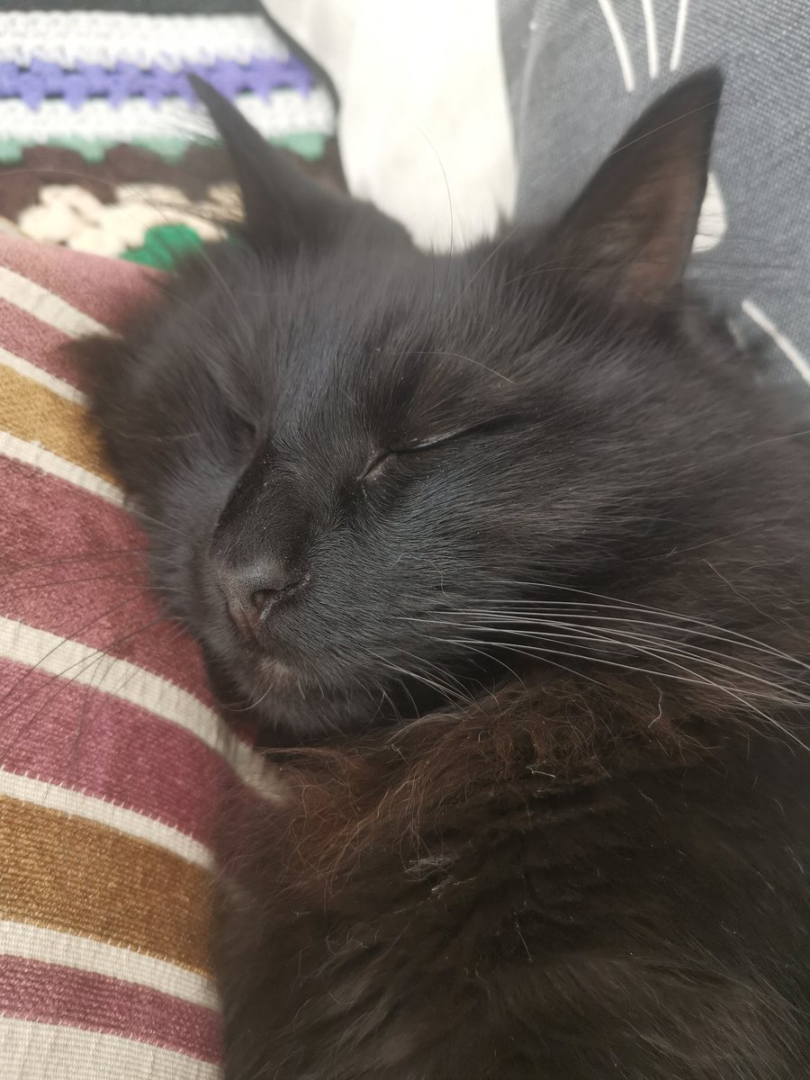 RupaulCat's tweet photo. Today I will be playing the role of Sleeping Beauty... https://t.co/KsQedDMZdN