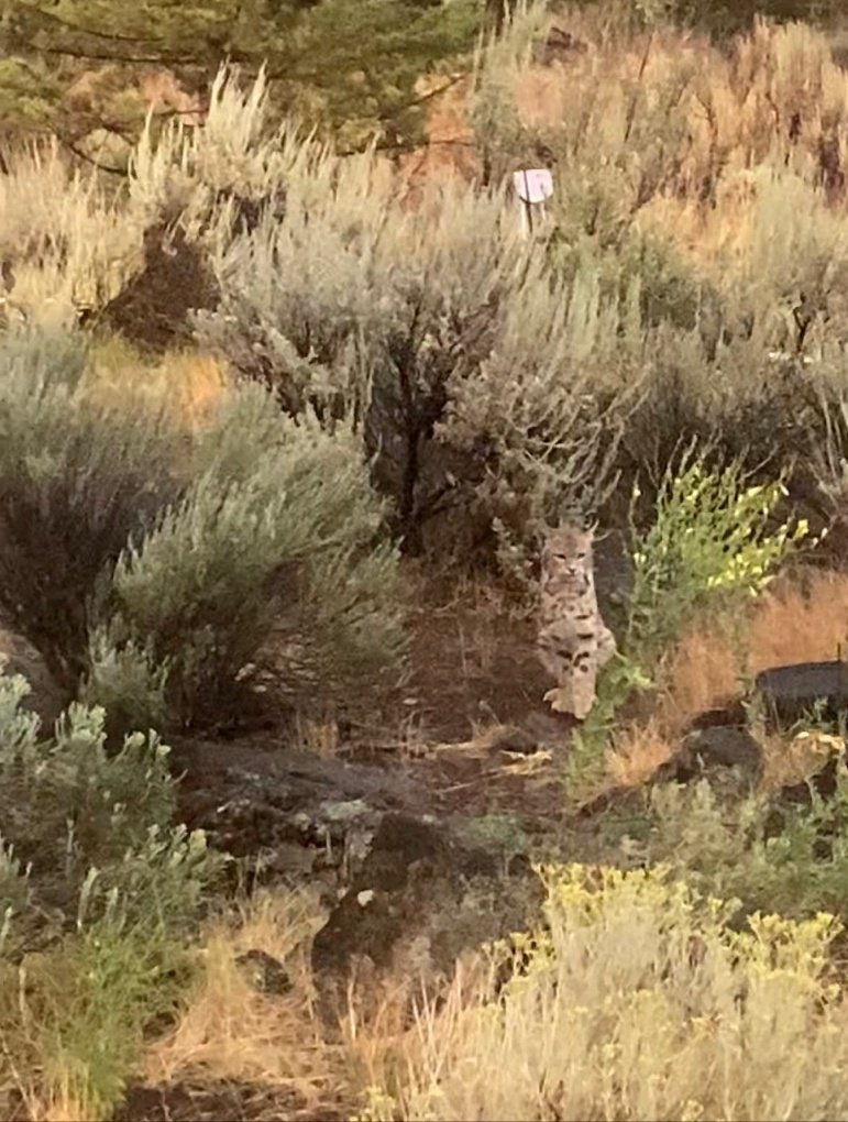 PGY2 Amanda Kinley started bring your pet day by waking up to a local bobcat wanting to join her! (She left it at home and spared her coworkers thankfully.) #AAFPNC <a href="/aafp/">AAFP</a> #DoWeTagThisAsWildWildWest?