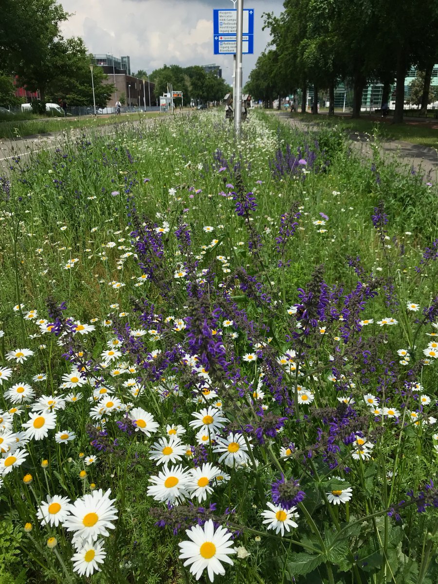 NLBloeit's tweet photo. Halfnatuurlijk. Een ingezaaide berm op de campus van @Radboud_Uni @radboudumc
#westhoff
#urban
#plantenvanhier
#wild
#zaaien https://t.co/p5rVp7RXih