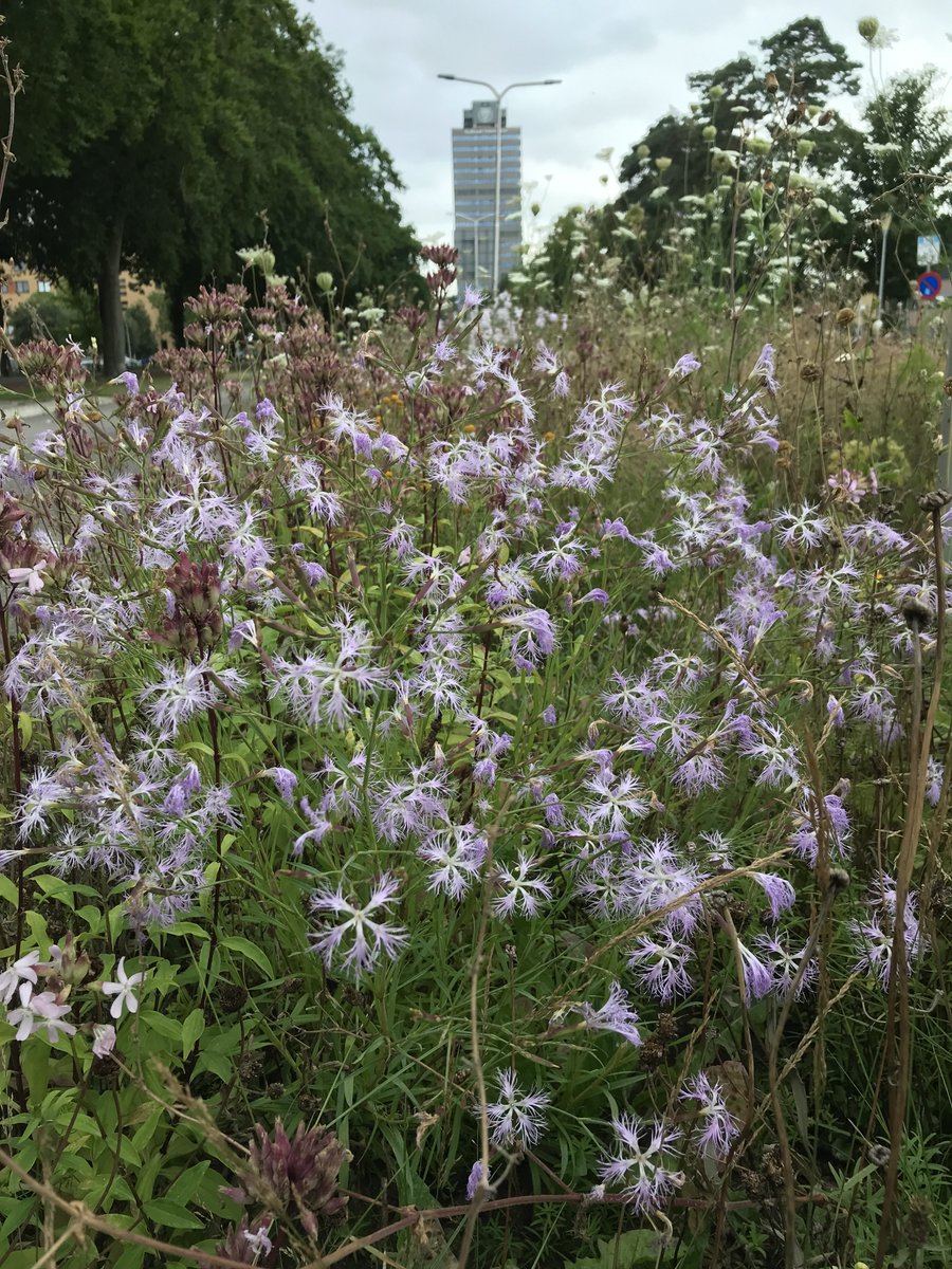 NLBloeit's tweet photo. Halfnatuurlijk. Een ingezaaide berm op de campus van @Radboud_Uni @radboudumc
#westhoff
#urban
#plantenvanhier
#wild
#zaaien https://t.co/p5rVp7RXih