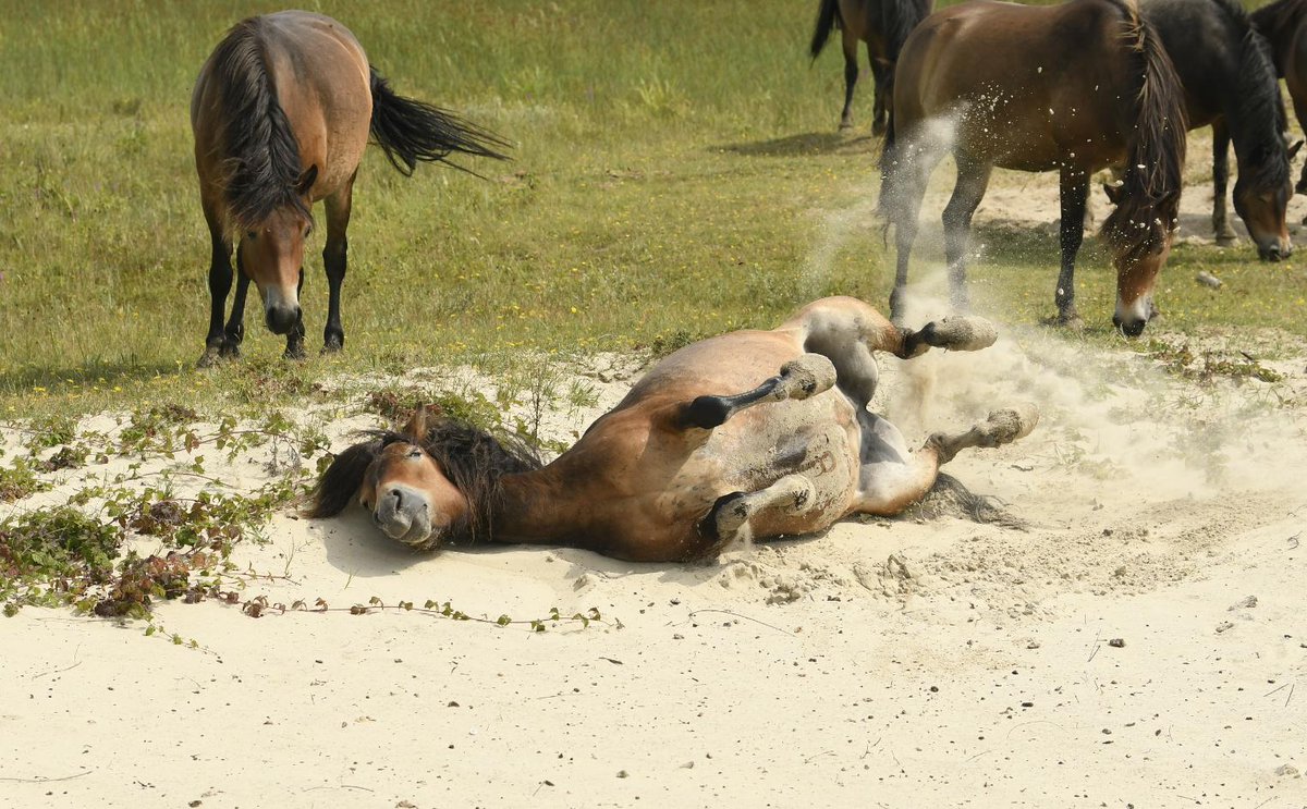 Arjen Boerman tweet media