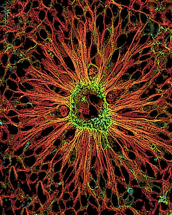 "Bend to the Will of the Cell" &amp; "Becoming Her Brain" BioArtography T-Shirts! Order thru 8/1: pogo.undergroundshirts.com/collections/bi…… Proceeds support our next generation of researchers! Only $20, free US shipping!  Full collection of microscopic art at bioartography.com 
#bioart #sciart