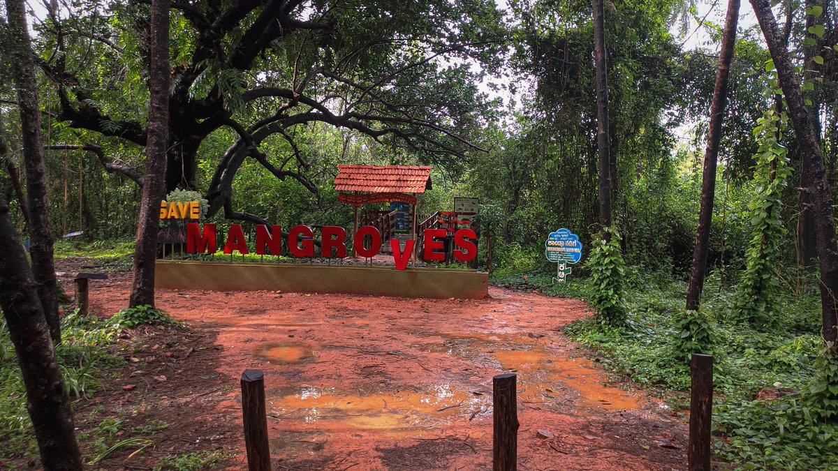manncyclopedia's tweet image. Kandla Pool way. It is a wooden walkway built on a mangrove island. During high tide, the place looks magical! At other times, the water level is about 4 feet below the walkway! Above all, Kandla is a must see in Honnavar.
