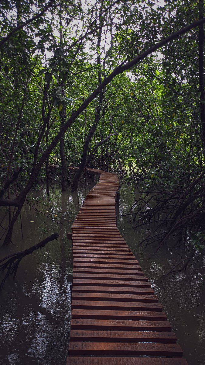 manncyclopedia's tweet image. Kandla Pool way. It is a wooden walkway built on a mangrove island. During high tide, the place looks magical! At other times, the water level is about 4 feet below the walkway! Above all, Kandla is a must see in Honnavar.