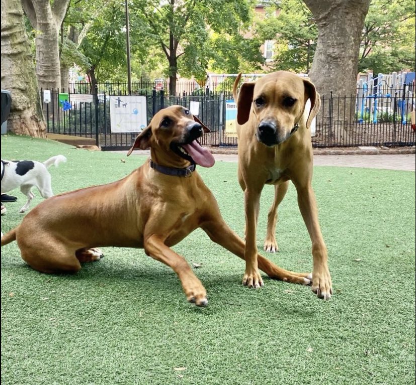 On the left: people excited to socialize and be close to me post-vaccination 

On the right: me, glad to be around people but wishing we could mask and social distance forever 

#Bumble #SwipeRight #DogsOfDatingApps